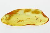 Detailed Fossil Aphid (Megapodaphis?) in Baltic Amber #307695-1